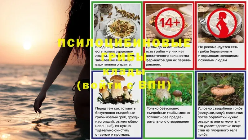 купить наркотики цена  Мензелинск  Галлюциногенные грибы Psilocybe 